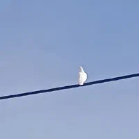 کفتر|پرنده|مهر, |دیوار