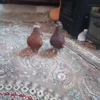 یک جفت کبوتر