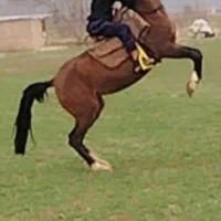 فروش دو عدد اسب دره شور