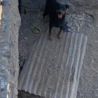 سگ روتوایلر|سگ|قم, پردیسان|دیوار