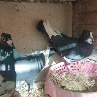 جفت ابلغ مینا خوش نسل