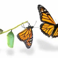 همراه اول دائمی