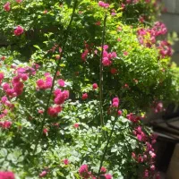 باغ ویلا استخر دار