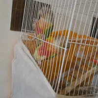 گرینچیک نر و ماده سالم|پرنده|مشهد, شهید فرامرز عباسی|دیوار