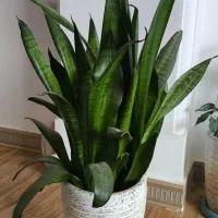 گل های طبیعی زیبا