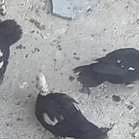 ۴ تا اوردک  ماده بفروش میرسد