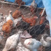 ده عدد مرغ محلی