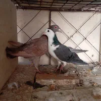 دمگیر پلاکی دولت اباد|پرنده|برخوار, |دیوار