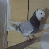 ۳ تا کفتر عطیقه|پرنده|شهریار, شهریار|دیوار