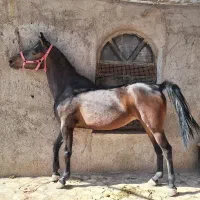 مادیان از تیره سلطان غلامی