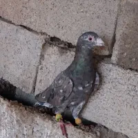 نر ماده شکلاتی