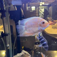 یک جفت سوروم رد اسپات نر و ماده،یک پرت و یک اسکار