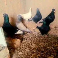 کبوتر دورگ|پرنده|شاهینشهر, خبرنگار|دیوار