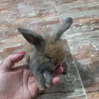 خرگوش یکماهه روزه