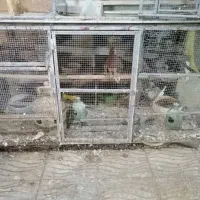 قفس یا گنجه. حیوانات