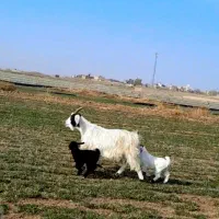 بز بزغاله|حیوانات مزرعه|مشهد, اروند|دیوار