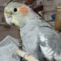 عروس هلندی رام وسخنگو مولد