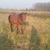 اسب و مادیان|اسب و تجهیزات اسبسواری|فومن, |دیوار