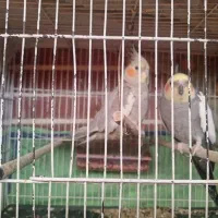 عروس هلندی نروماده