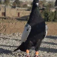 کبوتر رنگی|پرنده|شیراز, تل حسین‌آباد|دیوار