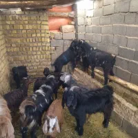 15راس بزغاله نروماده