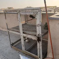 کفتر|پرنده|تهران, آذربایجان|دیوار