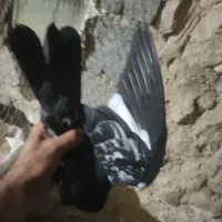 سینه دم سیاه.موقعیت گیلانغرب.|پرنده|سرپل ذهاب, |دیوار