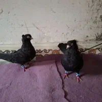 کبوتر زاغ آبادانی