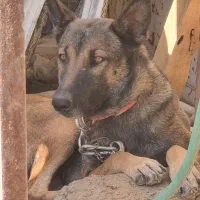 ماده مالینویز