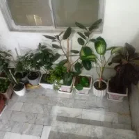 تعداد ۱۱ عدد گلدان گل زیبا و سرحال فروش همه باهم|گل و گیاه طبیعی|پاکدشت, پاکدشت (مامازند)|دیوار