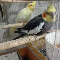 عروس هلندی