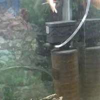 ماهی وآکواریوم|ماهی|تبریز, |دیوار