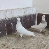 طوقی|پرنده|فردوس (خراسان), |دیوار