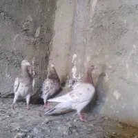 کبوتر|حیوانات|همدان, |دیوار