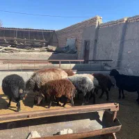 میش آبستن از هترو|حیوانات مزرعه|مشهد, آبکوه|دیوار