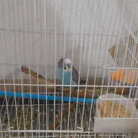 مرغ عشق نر بدون قفس