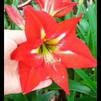 گلهای کمیاب  آمارلیس و خورشیدی همه رو گل