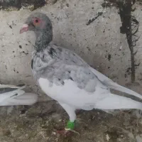 کفتر پرشی|پرنده|الوند, |دیوار