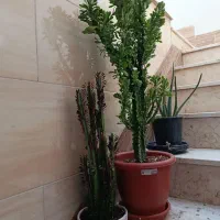 گل و گلدان|گل و گیاه طبیعی|قم, آذر (نکویی)|دیوار