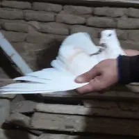 یک جفت کبوترنروماده|پرنده|بروجرد, |دیوار