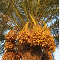 چیدان بار نخل