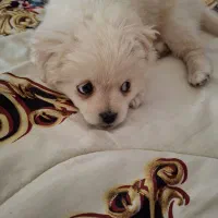 واگزاری توله شیدزو مالتیز ماده