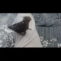 عروس هلندی گم شده|حیوانات|رباطکریم, شهرک صنعتی نصیرآباد|دیوار