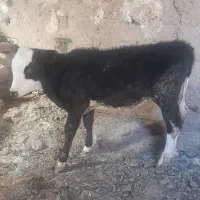 گوساله سمینتال|حیوانات مزرعه|رامند, |دیوار