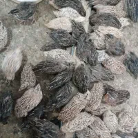 بلدرچین|حیوانات مزرعه|سبزوار, کلاته سیفر|دیوار