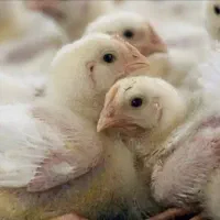 کارگر مرغداری