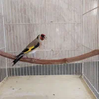 سهره سال دورگ ورسمی