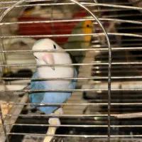 یک جفت طوطی برزیلی (کوتوله)