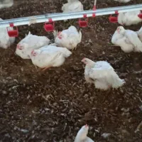 کارگر مرغداری گوشتی