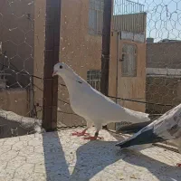 یک جفت کفتر پرشی|پرنده|کرج, کلاک نو|دیوار